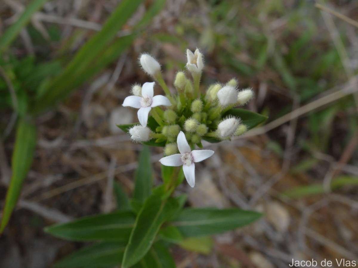 Knoxia spicata (Thwaites ex Trimen) Ridsdale